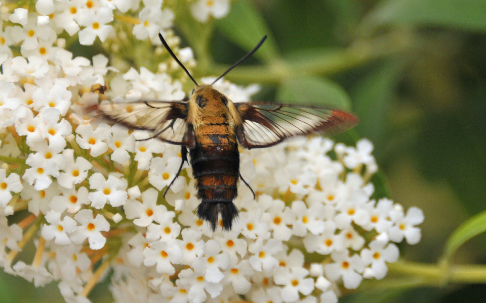 Hummingbird Moth that Looks Like a Big Bee | SherryK | Blipfoto