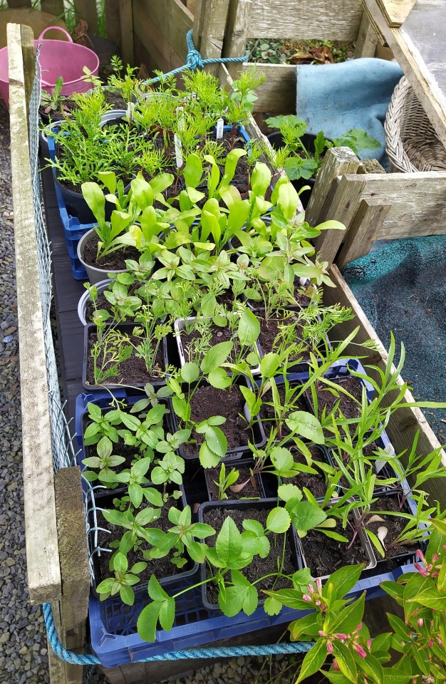 Seedlings poppy blipfoto