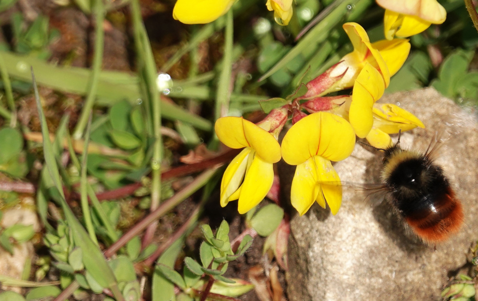 Is A Bumblebee A Bug