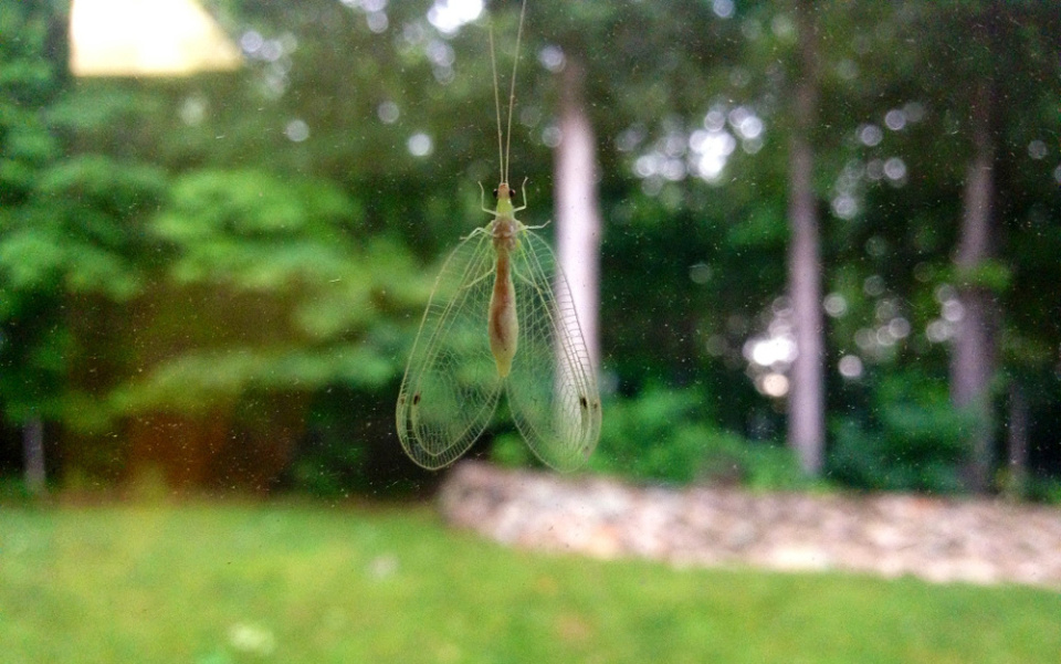 Window Moth Window moth | Fiorghra | Blipfoto