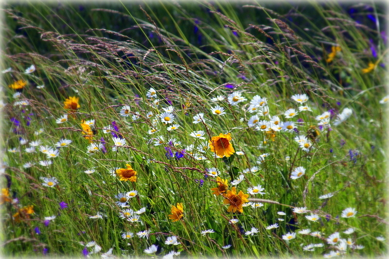 Windy Wildflowers | jerispics | Blipfoto