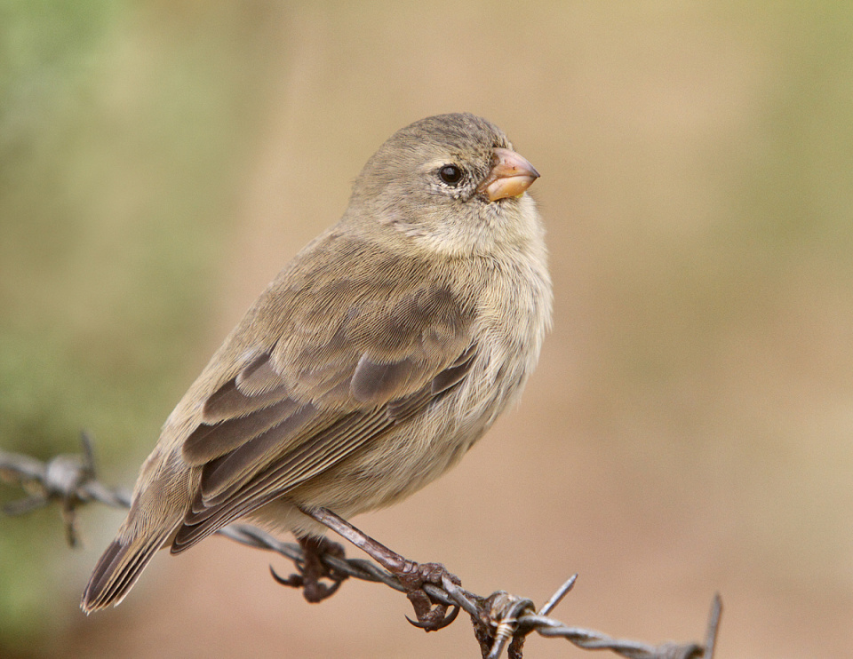 small tree finch vandegraaff blipfoto small tree finch vandegraaff blipfoto
