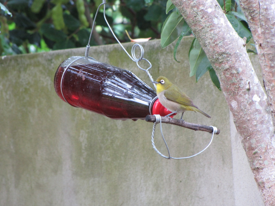 sugar and water for birds