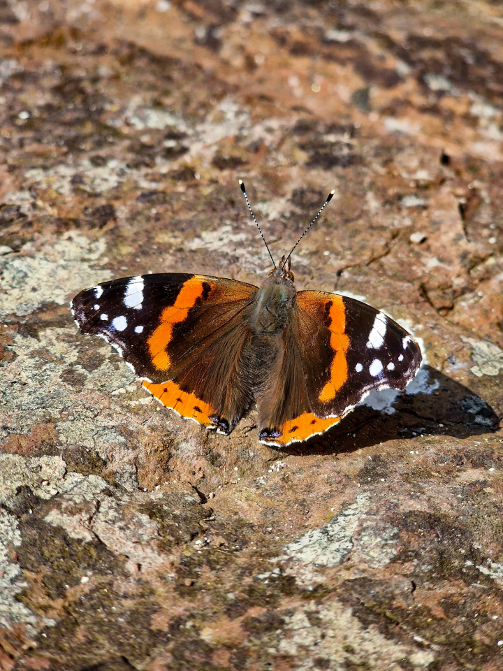 Early Butterflies | ZE1Christie | Blipfoto