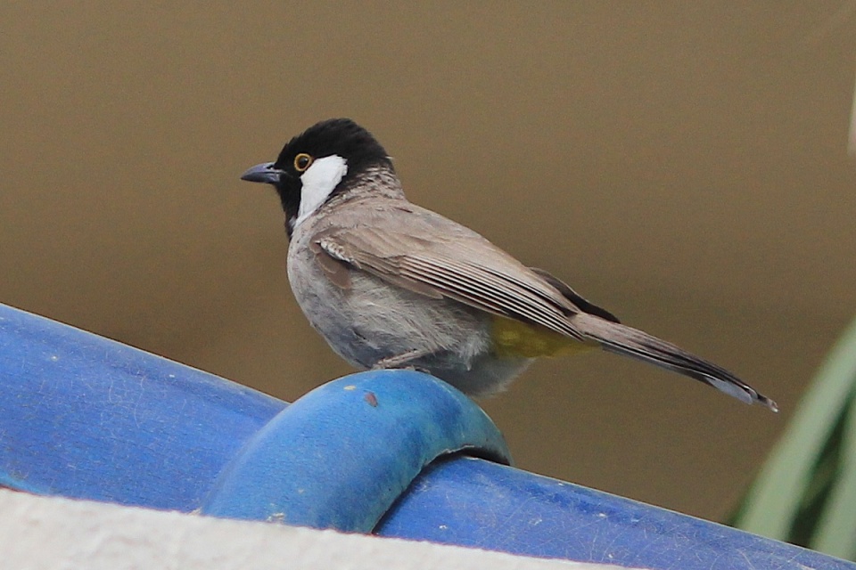 bahrain-s-national-bird-white-cheeked-bulbul-tmlhereandthere-blipfoto