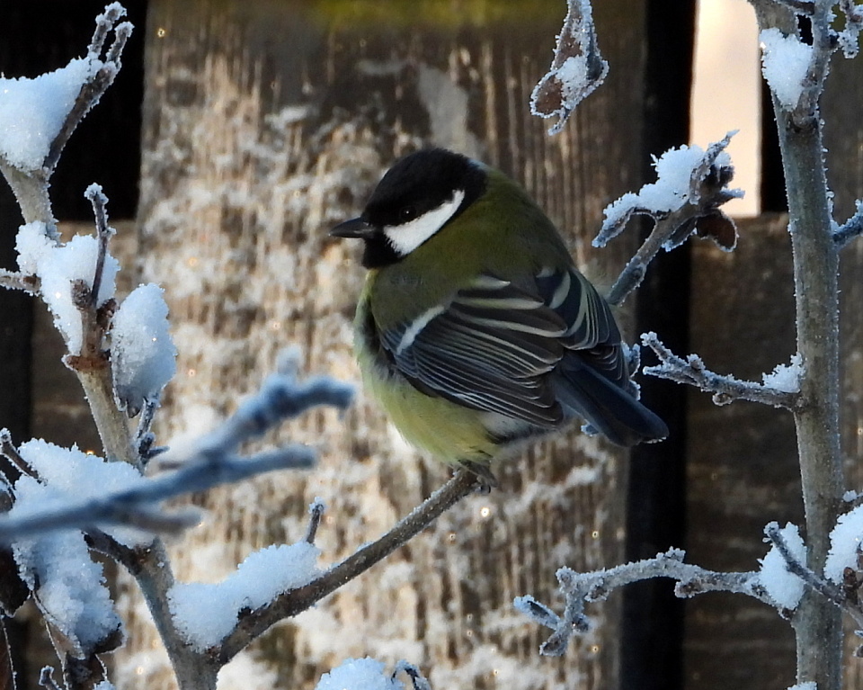 Talitintti Parus Major Leah Blipfoto talitintti-parus-major-leah-blipfoto