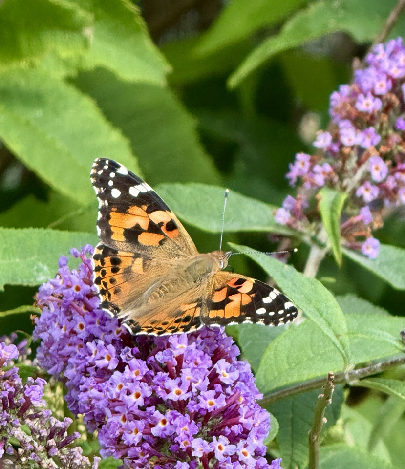 painted-lady-7-diane2104-blipfoto