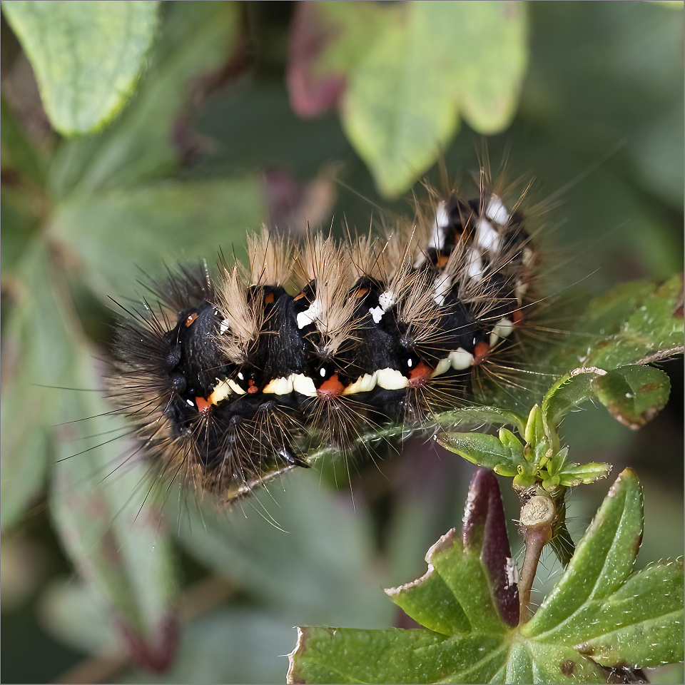 knot-grass-moth-caterpillar-terrifo-blipfoto