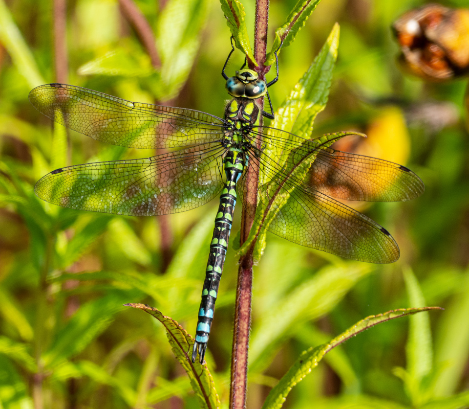 A Southern Hawker Dragonfly Philiphoto Blipfoto