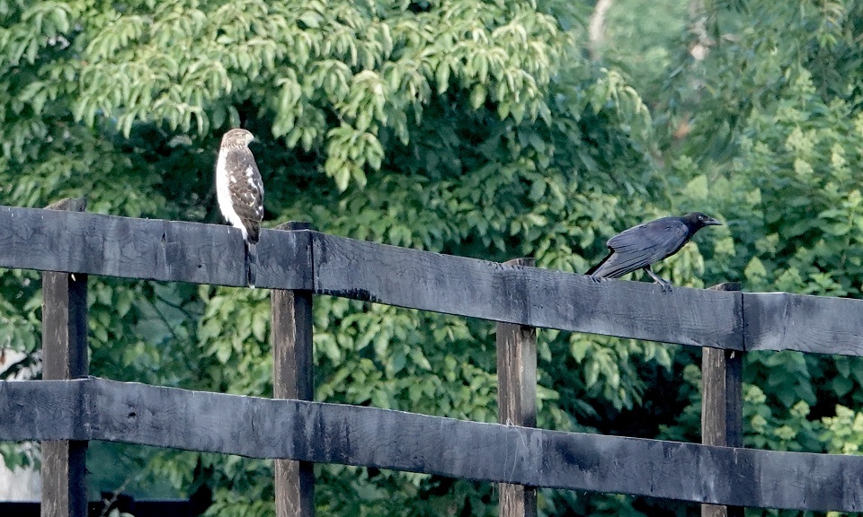 Hawk vs Crow Kimb Blipfoto