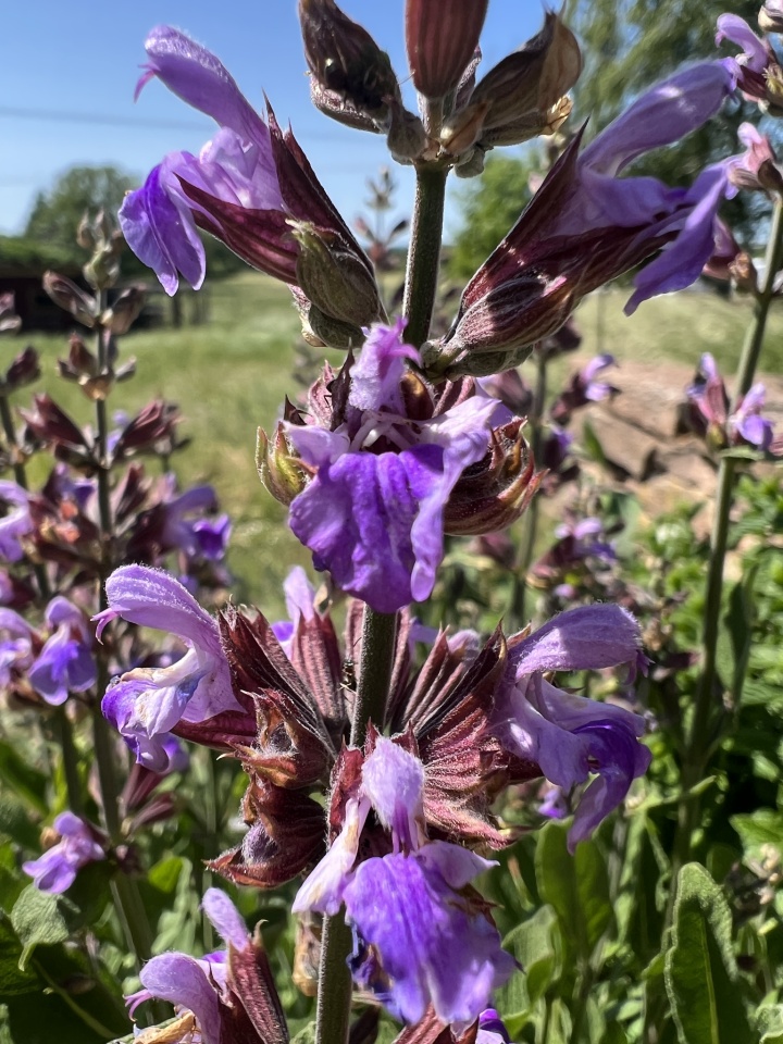 Parsley, Sage, Rosemary and Thyme Shelling Blipfoto