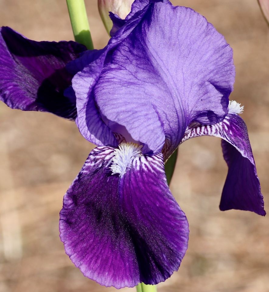 here come the irises stillandknow Blipfoto