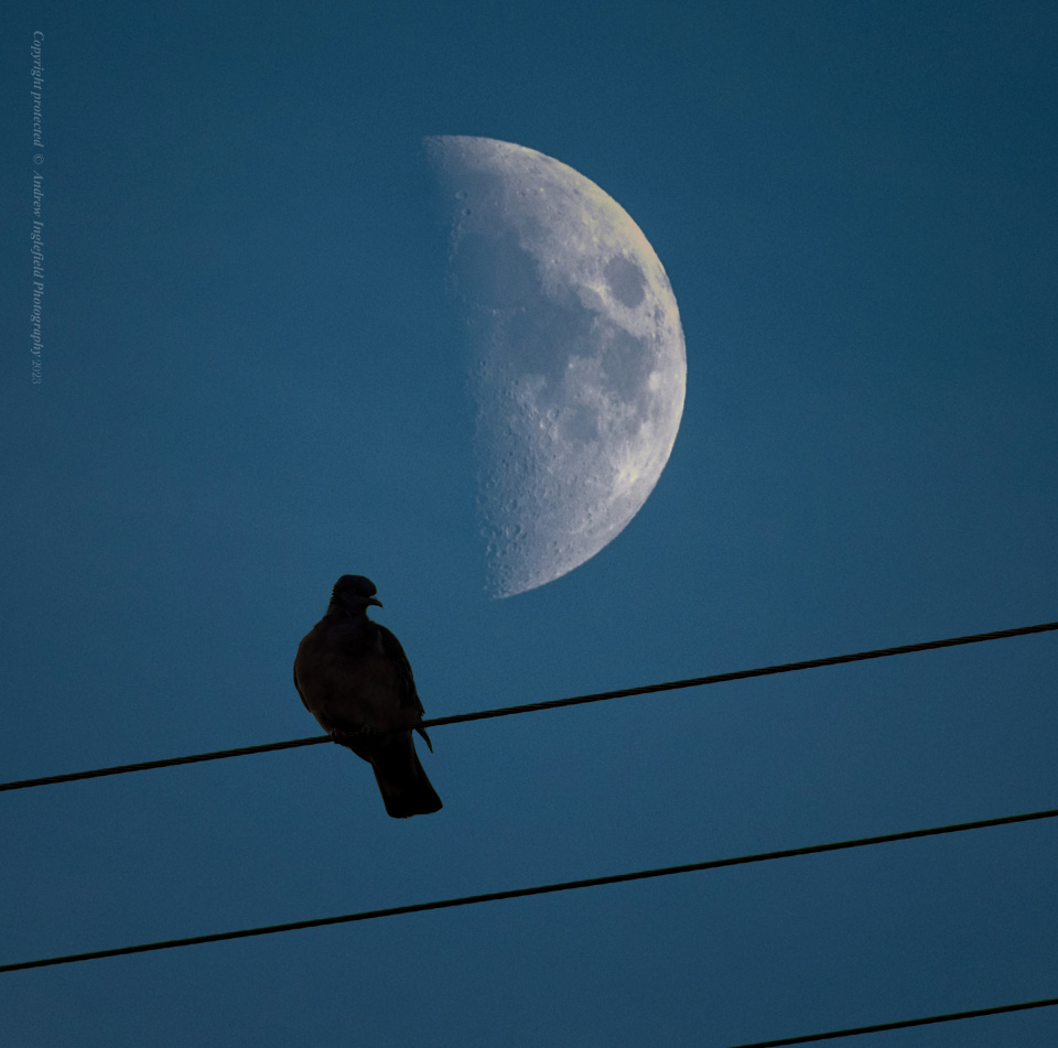 Inleman Crescent Moon | Ingleman | Blipfoto