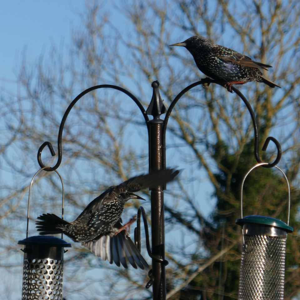 Suetloving Starlings PicturePoems Blipfoto