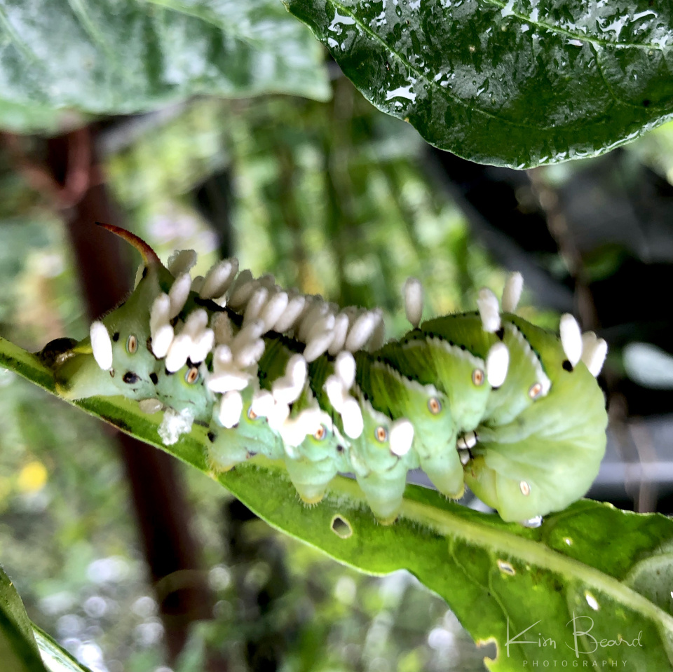 Tobacco Hornworm ~ Manduca Sexta | Kimb