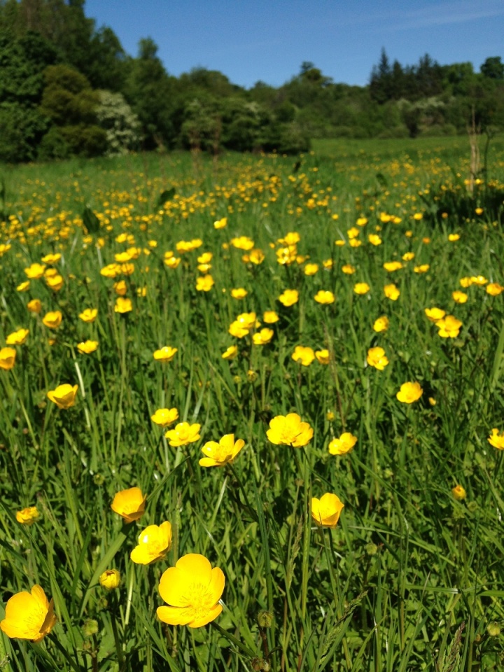 Buttercup fields LauraHolton Blipfoto
