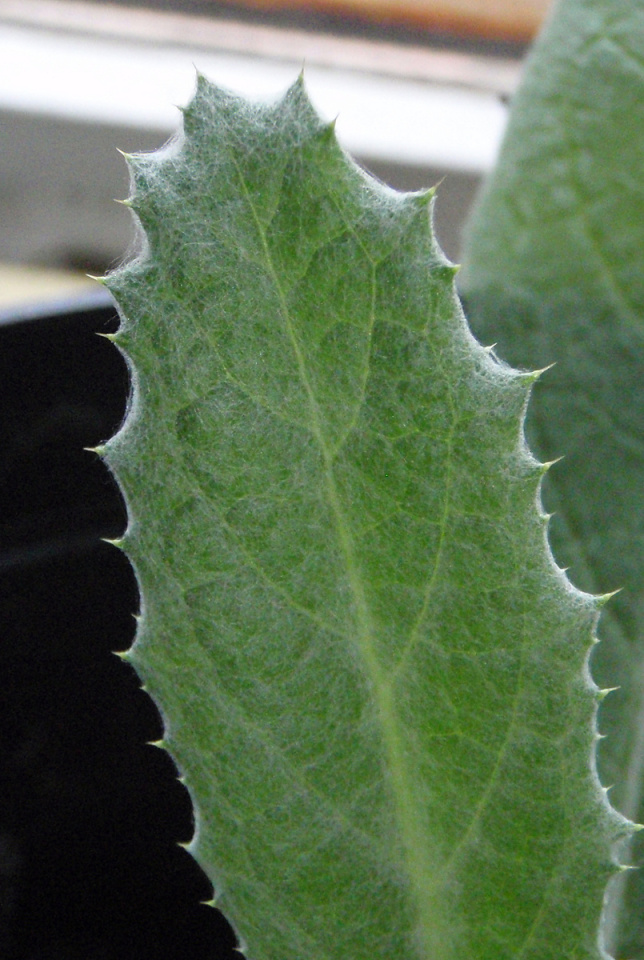 Giant Scottish Thistle(baby) Itwisnyme Blipfoto