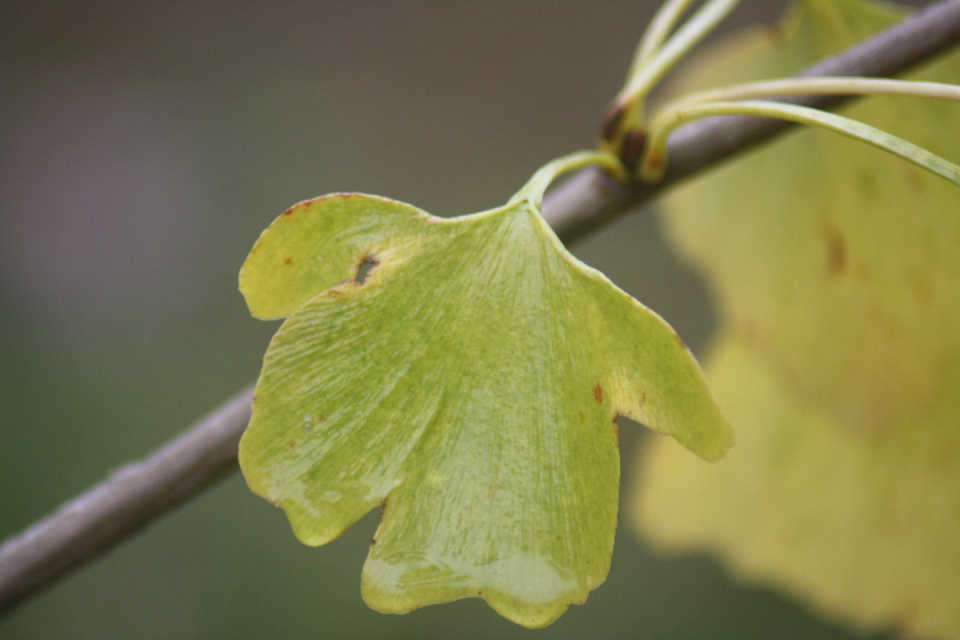 Ginkgo ~ "Bearer of Hope" | SeaGypsy | Blipfoto