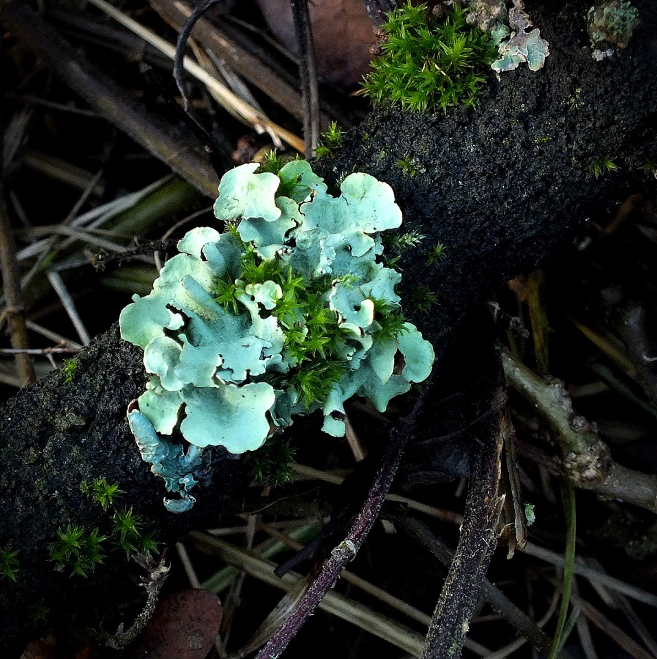 Lichen redilady Blipfoto