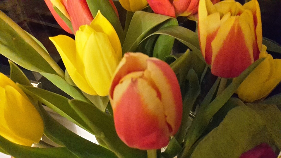 Tulips from Tesco! marchmont Blipfoto