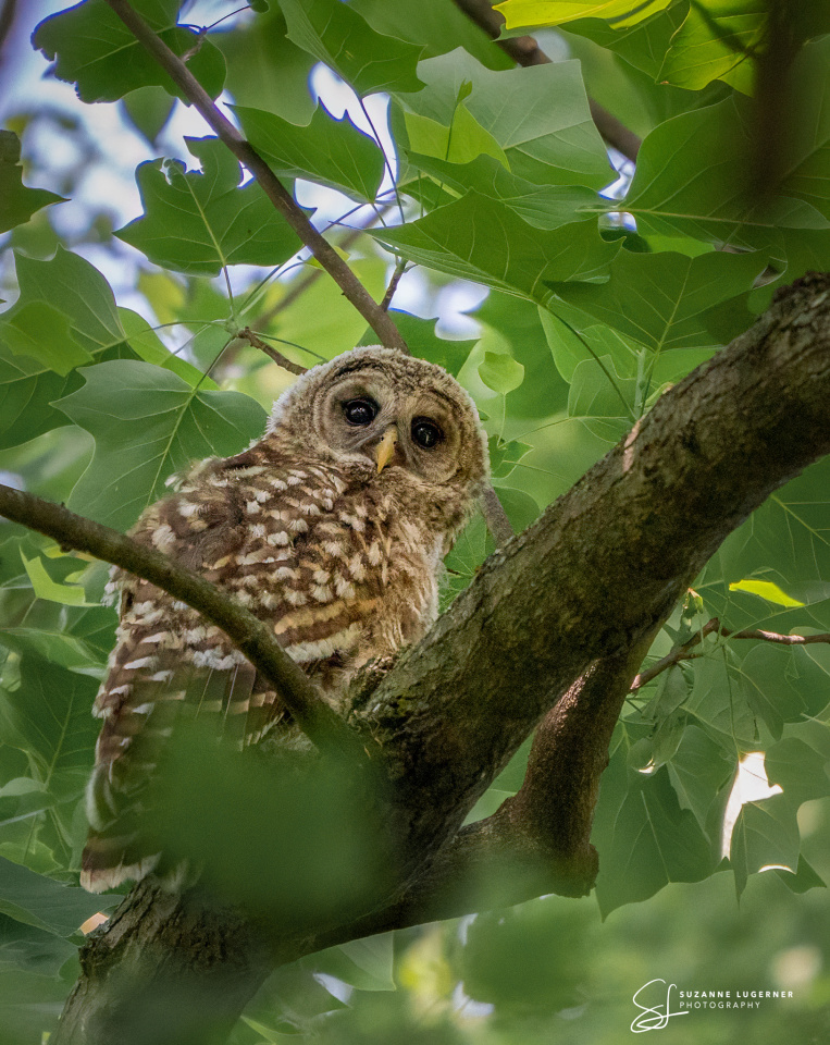 Barred Owl Fledgling | osuzanna | Blipfoto