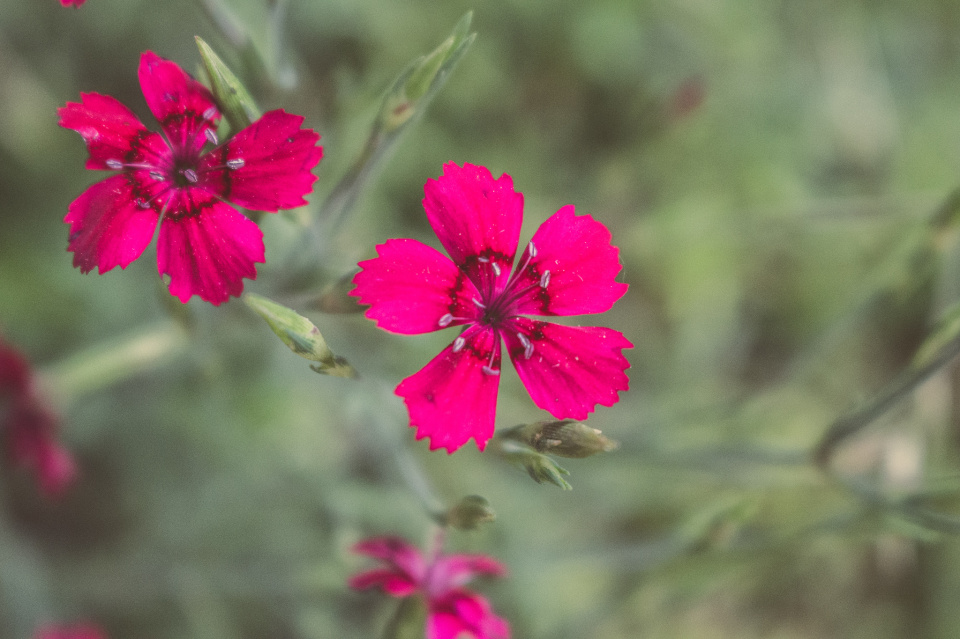 Boring Flower Blip Ukulelehayley Blipfoto