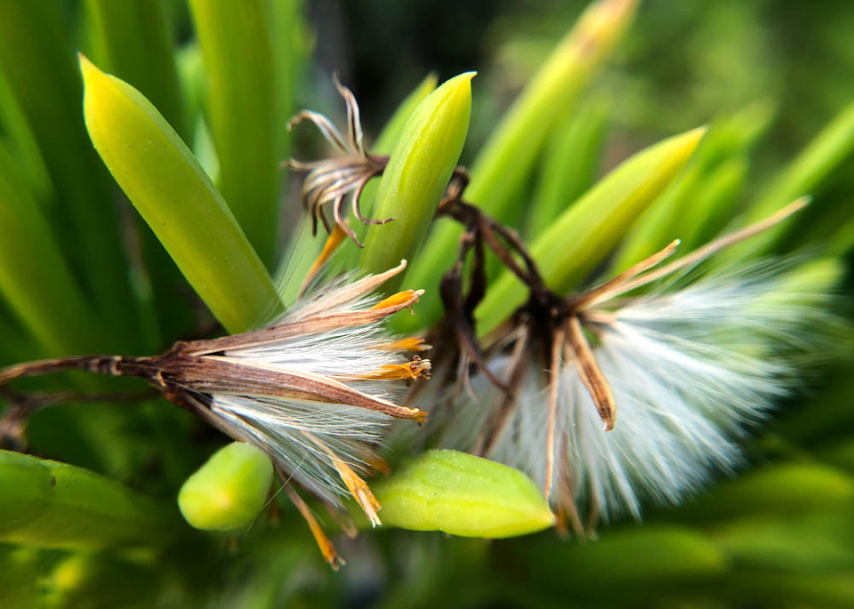 Powder Puffs soozaday Blipfoto