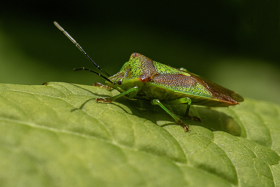 Hawthorn Shield Bug 