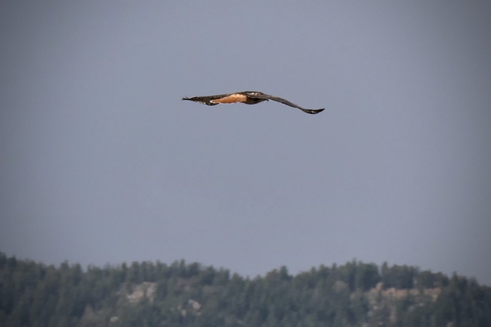 rear view of a red tailed hawk | stillandknow | Blipfoto