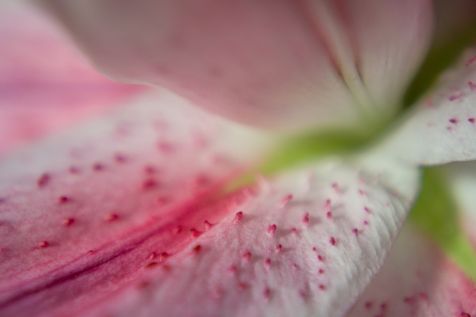 tiny-tuesday-otornblom-blipfoto