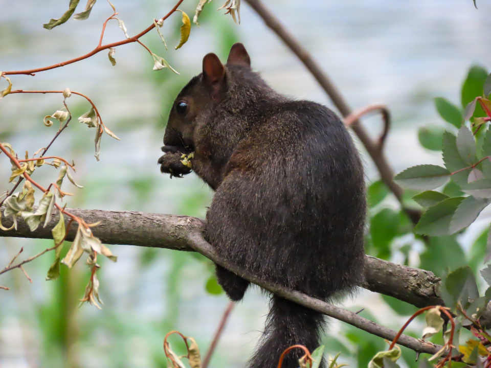 Squirrel Blip Friday - Hanging by the lake editon | KevinV | Blipfoto