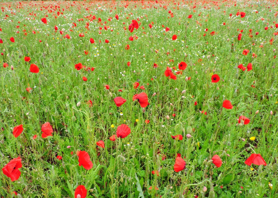 Poppies galore! | GuernseyGirl | Blipfoto