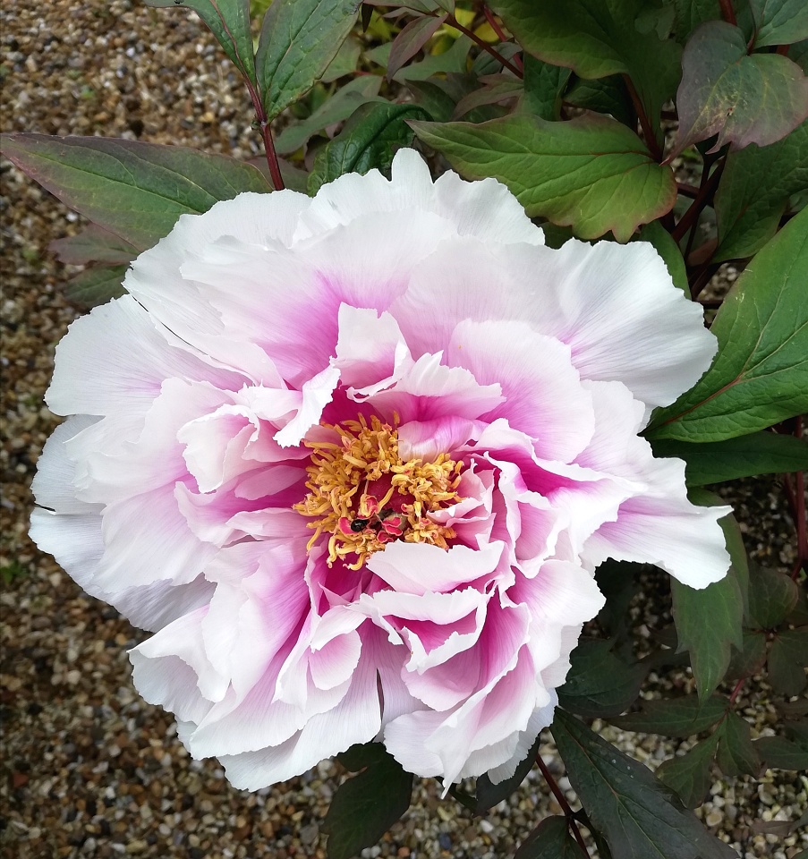EB tree peony | ladypop | Blipfoto