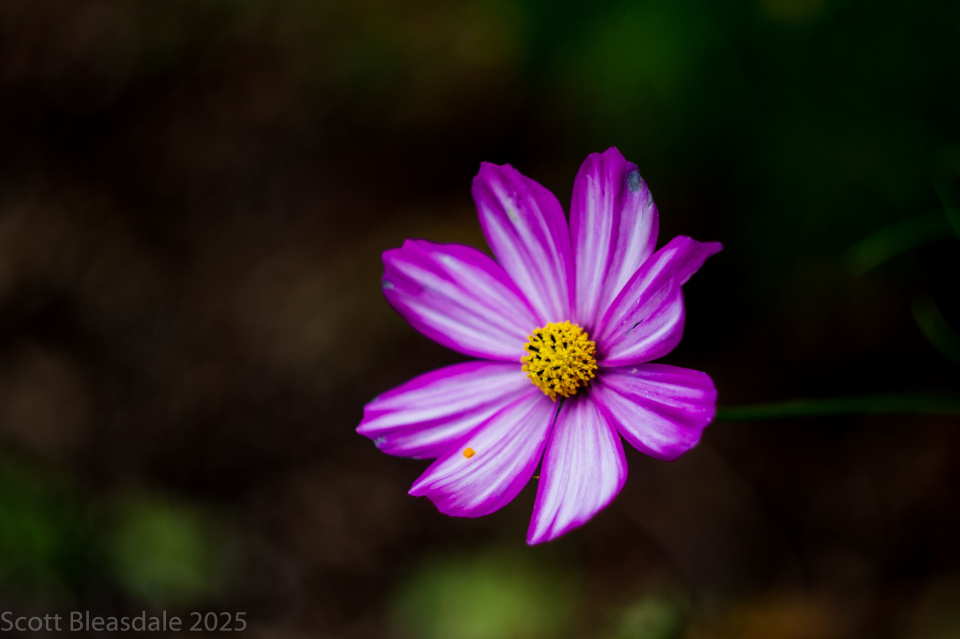 survivor-scottelbee-blipfoto