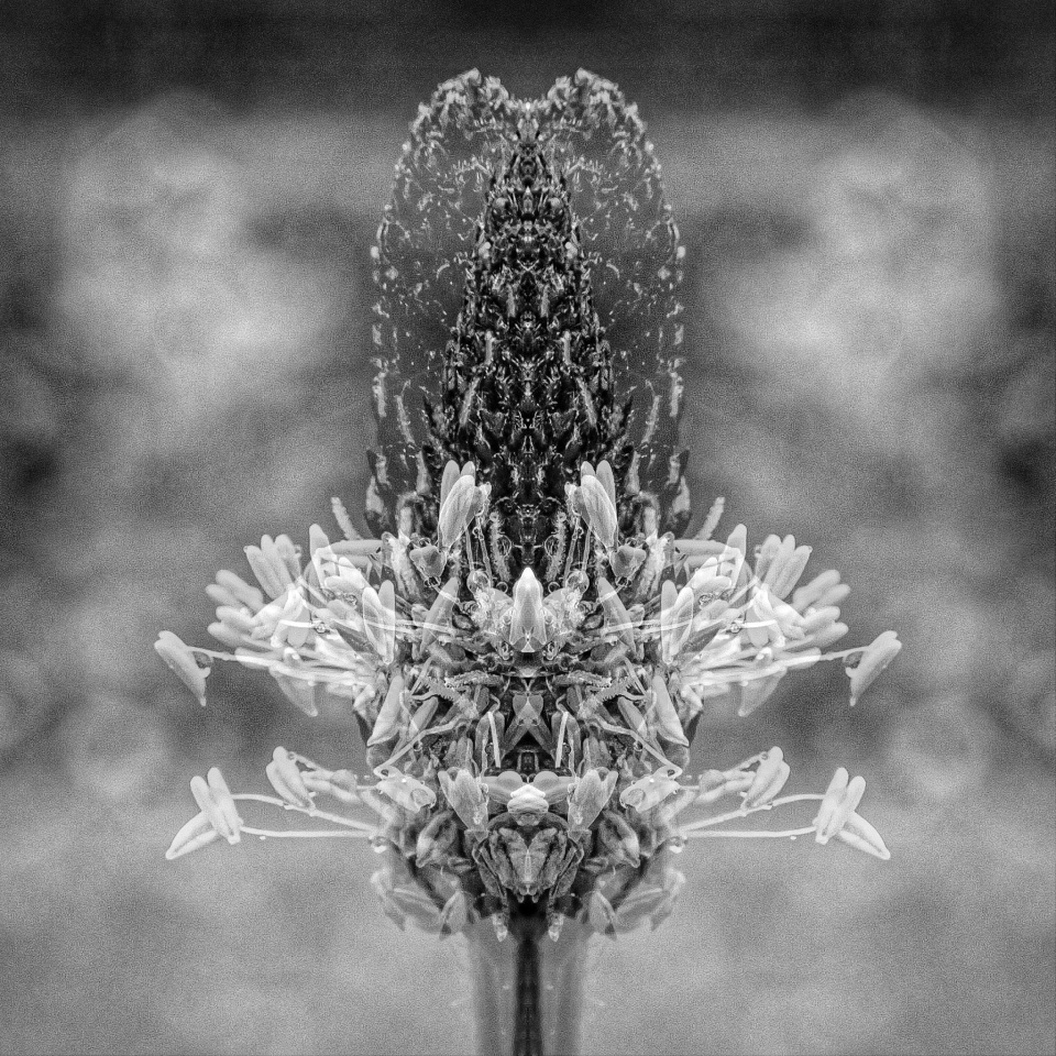 Mono Monday Double Exposure Tweedy Blipfoto mono-monday-double-exposure-tweedy-blipfoto