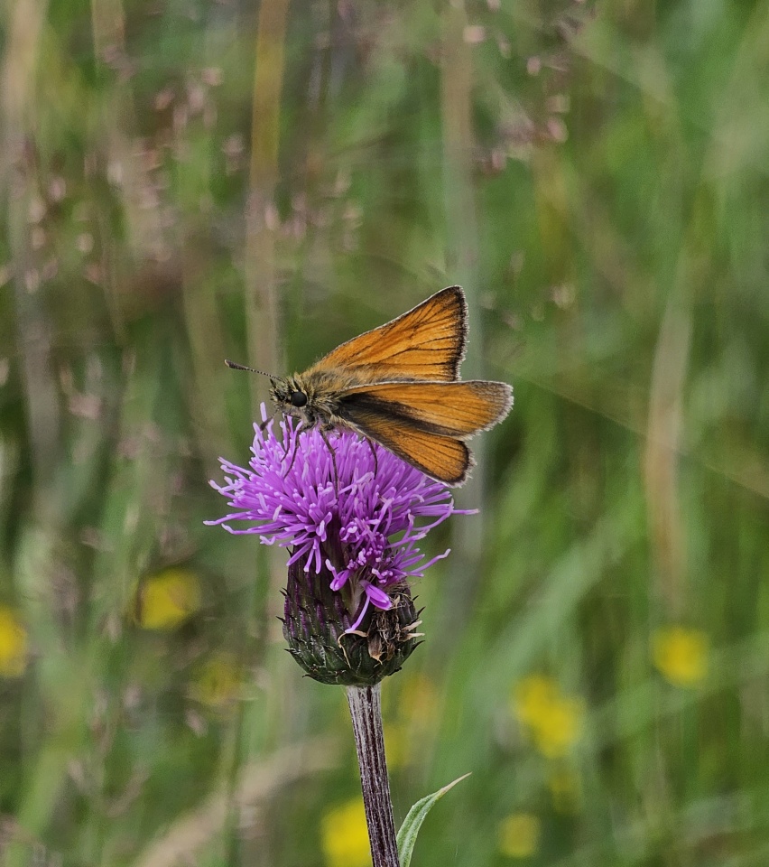 Ahoy There Skipper Nadinepierce Blipfoto ahoy-there-skipper-nadinepierce-blipfoto