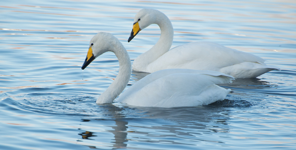 Whoopers | gladders | Blipfoto