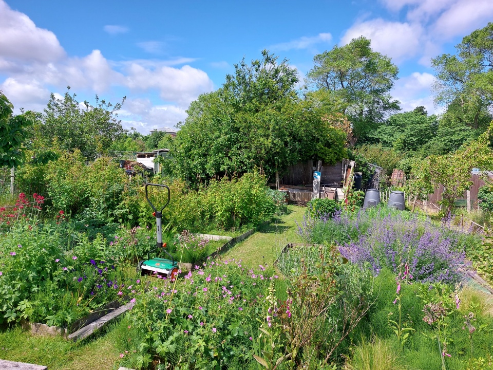 Saughton Allotment | AndrewDBurns | Blipfoto