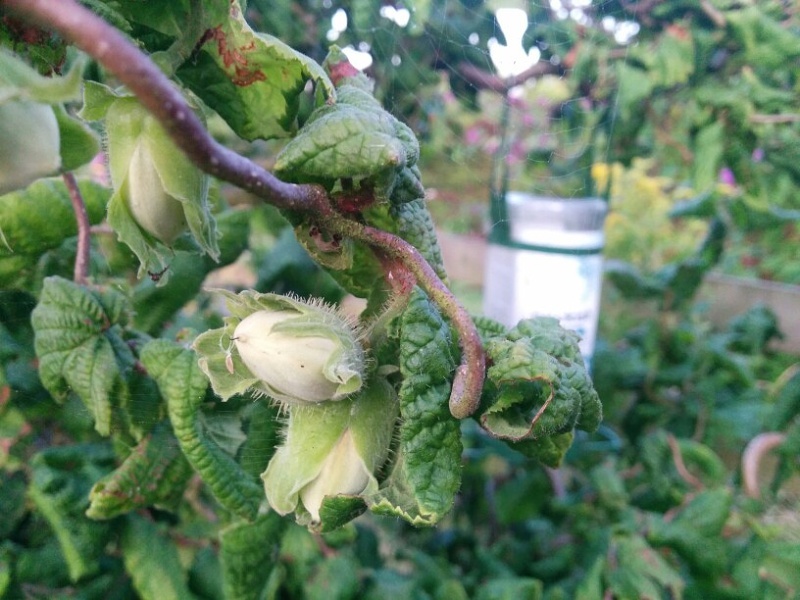 Twisted Nuts Harebell Blipfoto