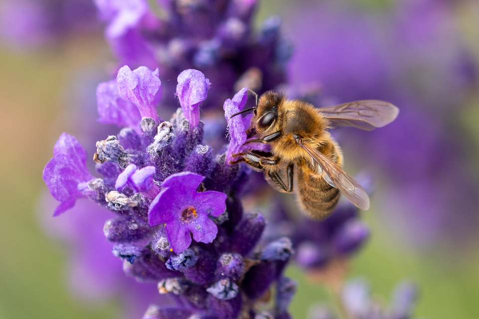 Lavender Lover | AH14 | Blipfoto