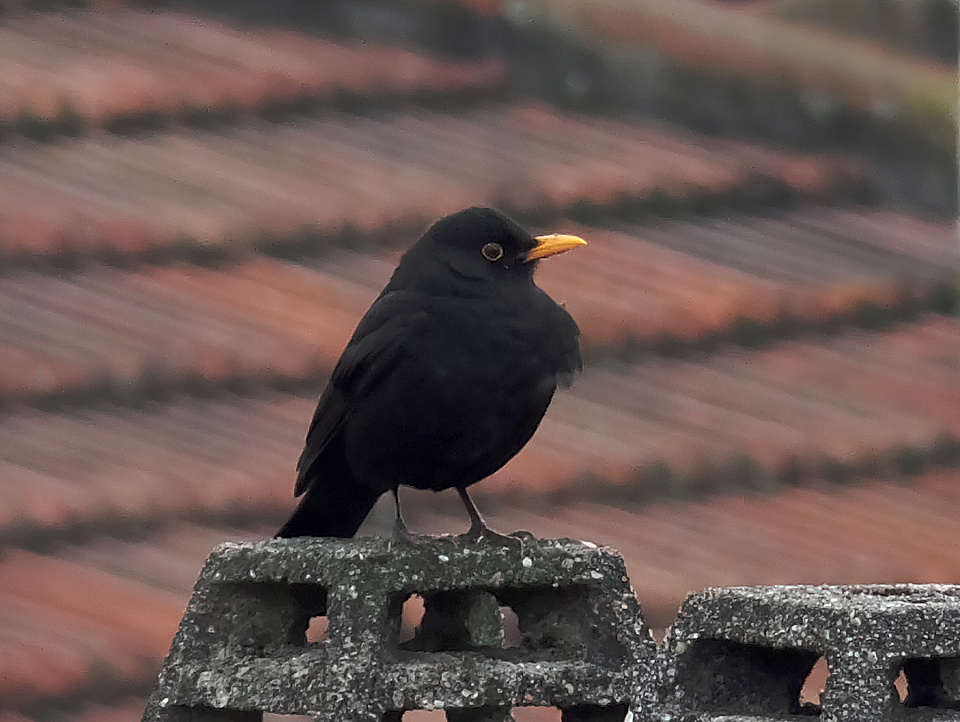 Blackbird, Blackbird ... | VandeGraaff | Blipfoto