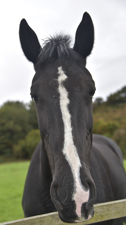 Horse Why the long face? NelsonMcF Blipfoto