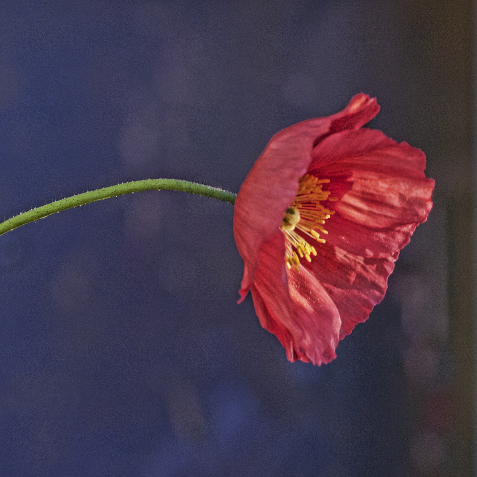 Poppy Art | rwsphotography | Blipfoto