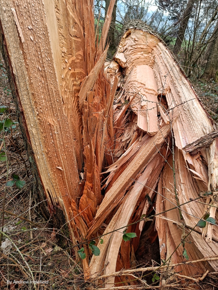 Inleman Timber! | Ingleman | Blipfoto