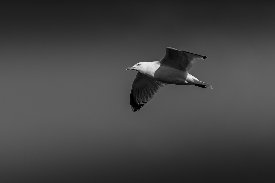 Herring Gull AH14inbw Blipfoto