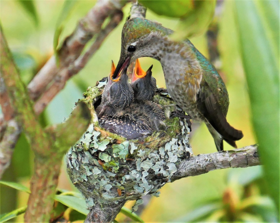 Anna's Hummingbird Chicks Eyes Open | RonaldBerry | Blipfoto