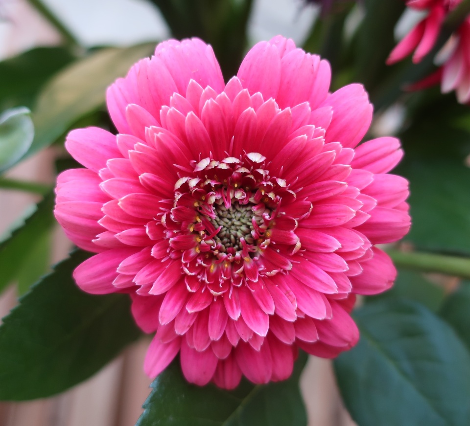 friday-fleur-kernow-blipfoto