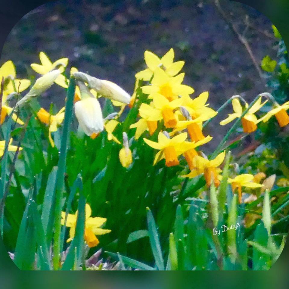 Host of Golden Daffodils Dotty3 Blipfoto