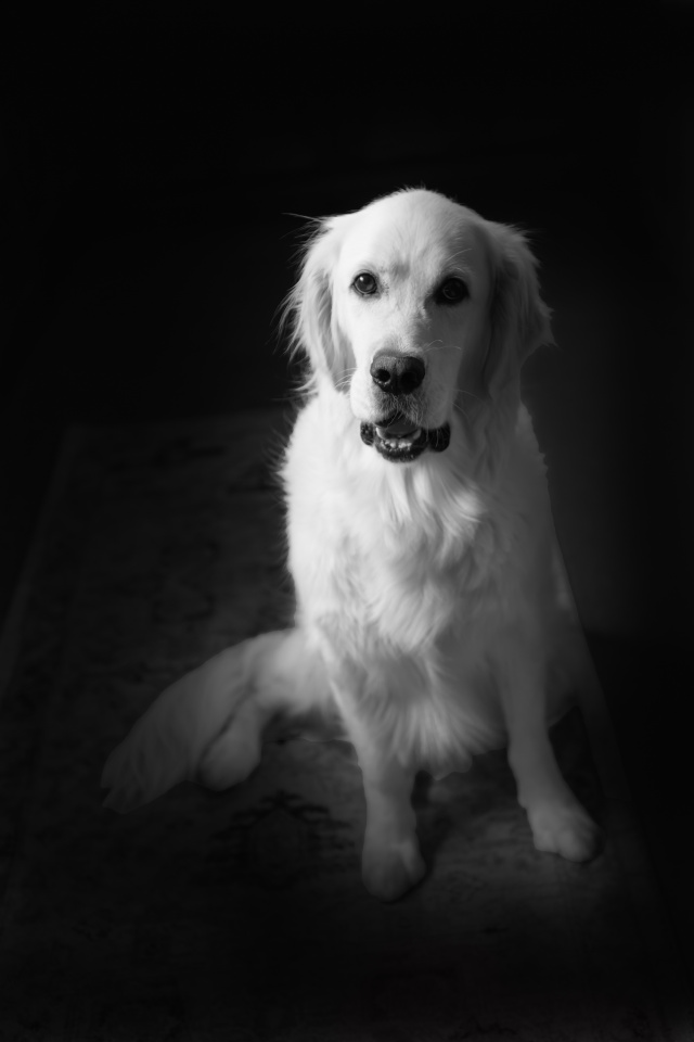 ball-mad-maggy-jensphotos-blipfoto