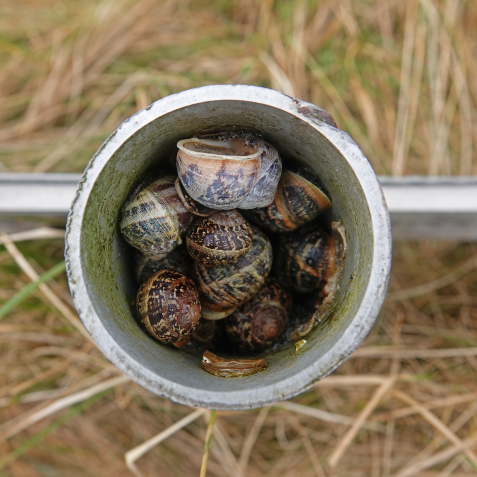 Snail Post Orc2009 Blipfoto